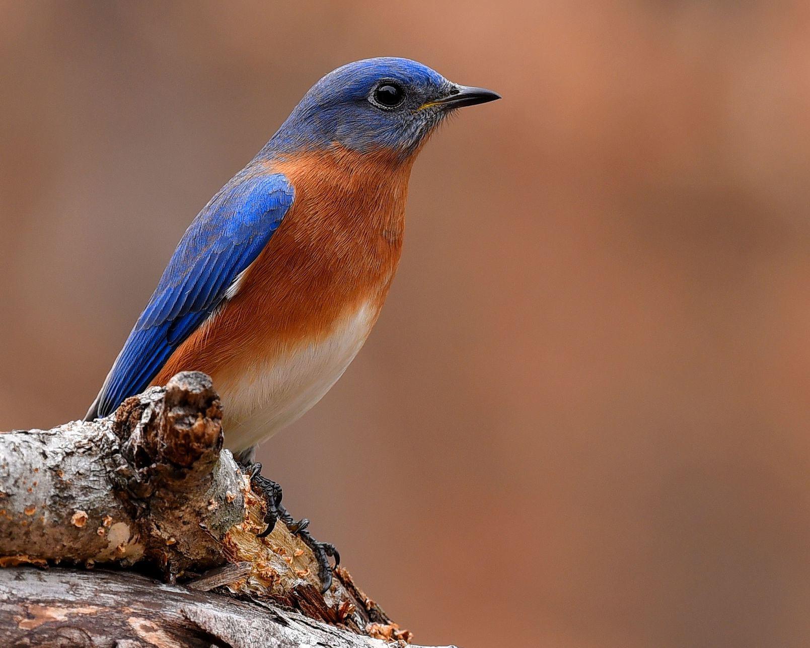 Bluebird